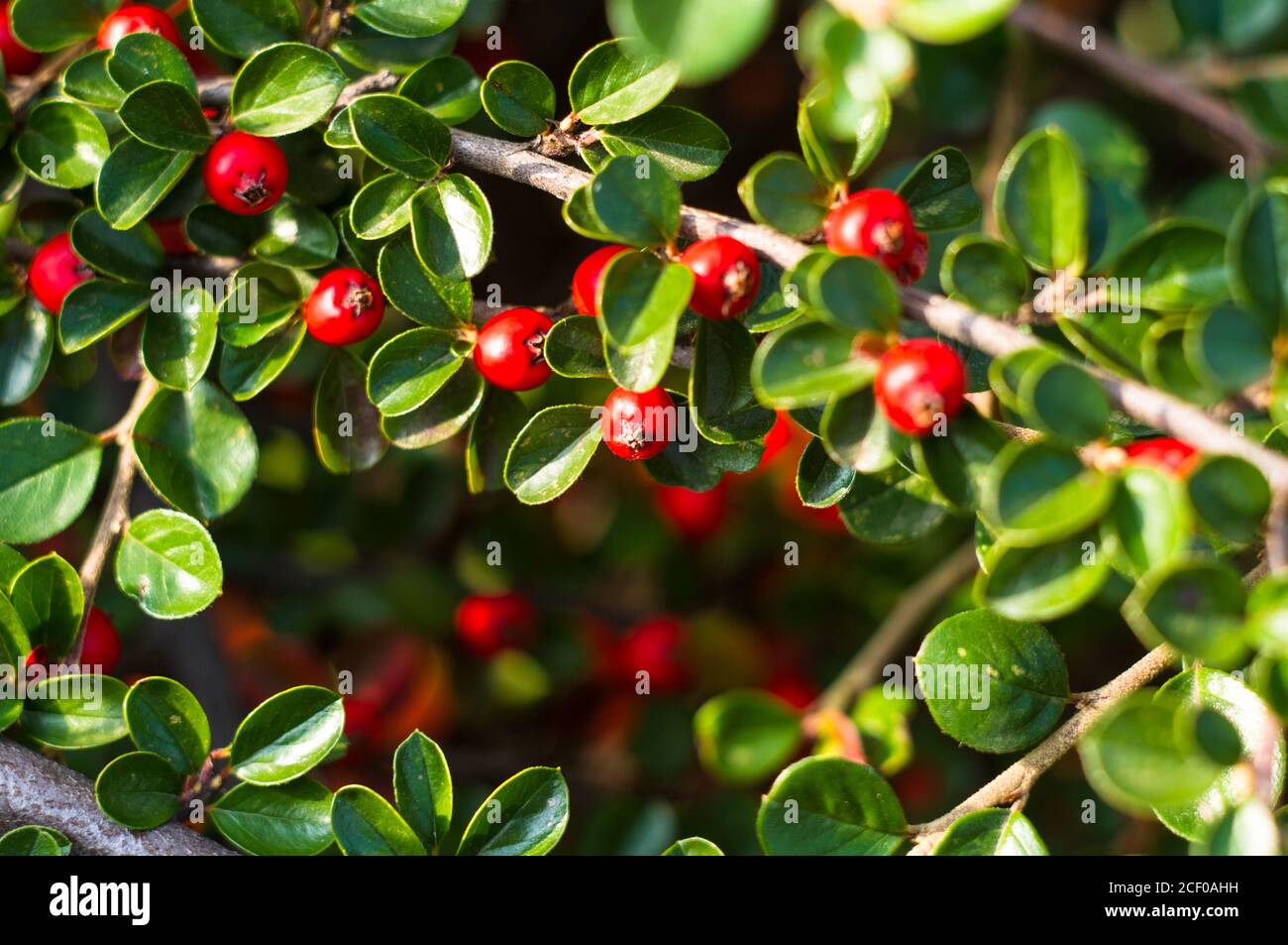 Grappoli di bacche rosse di un Cotoneaster Horizalis Decne. Illuminato da luce solare tenue sera, sfondo autunno Foto Stock