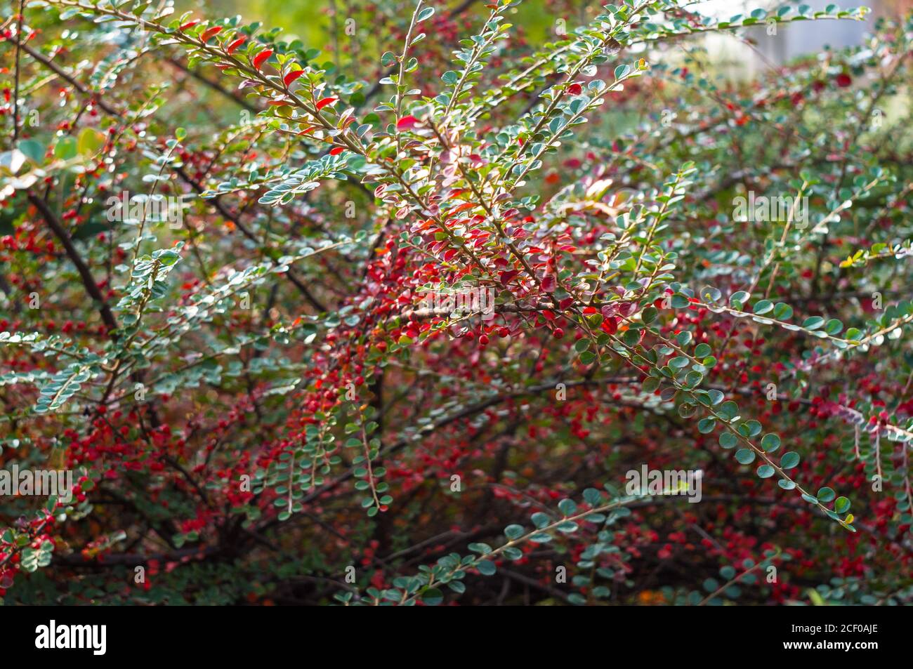 Grappoli di bacche rosse di un Cotoneaster Horizalis Decne. Illuminato da luce solare tenue sera, sfondo autunno Foto Stock