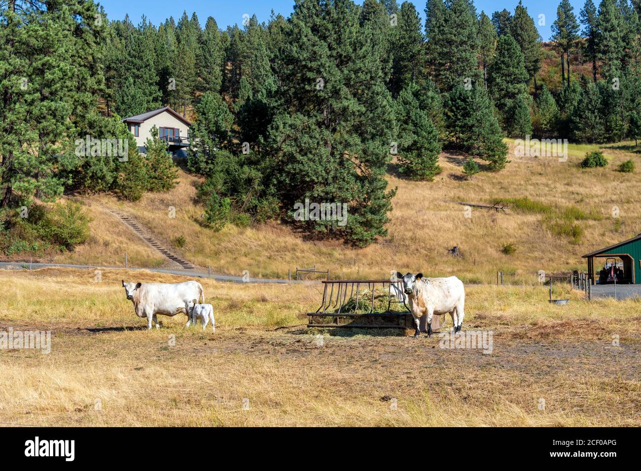 Due mucche bianche britanniche e il loro vitello mangiano fieno in un ranch collinare nella zona di Elberton Ghost Town, nello stato di Central Washington, USA Foto Stock