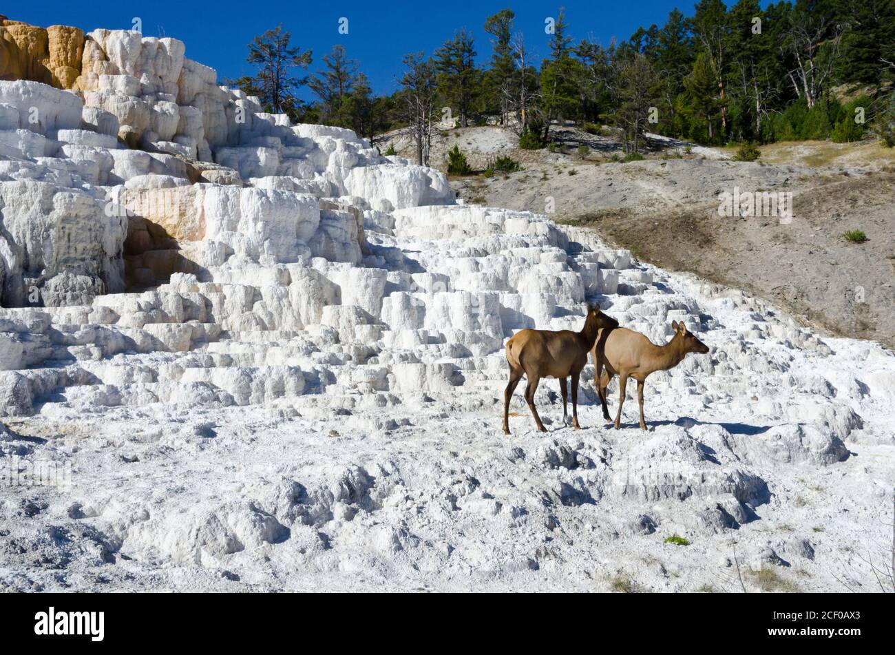 Elk seduto sulle sorgenti termali di Mammoth nel Parco Nazionale di Yellowstone, Stati Uniti Foto Stock