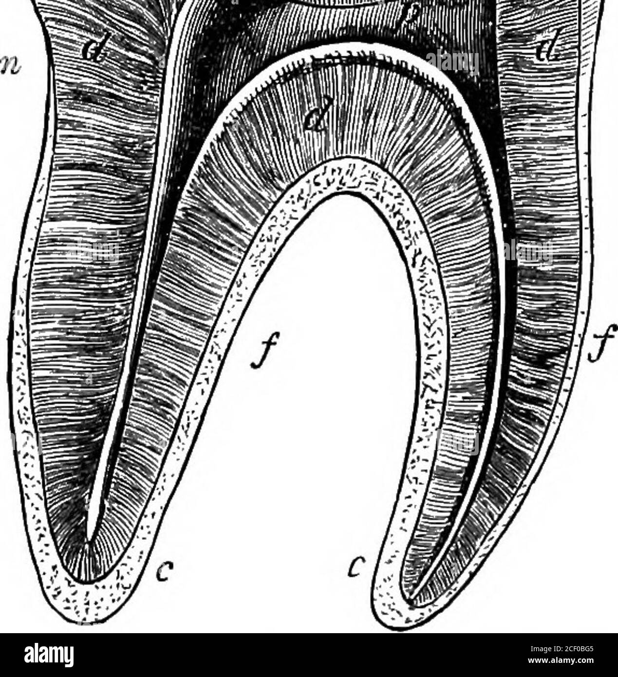 Fisiologia umana. Sostanza calleddentina o avorio (Lat. Galline, un dente).  Assomiglia nella compositioneal tessuto compatto dell'osso, ma contiene una  proporzione molto più grande di materia minerale (settantadue per cento.)  ed è