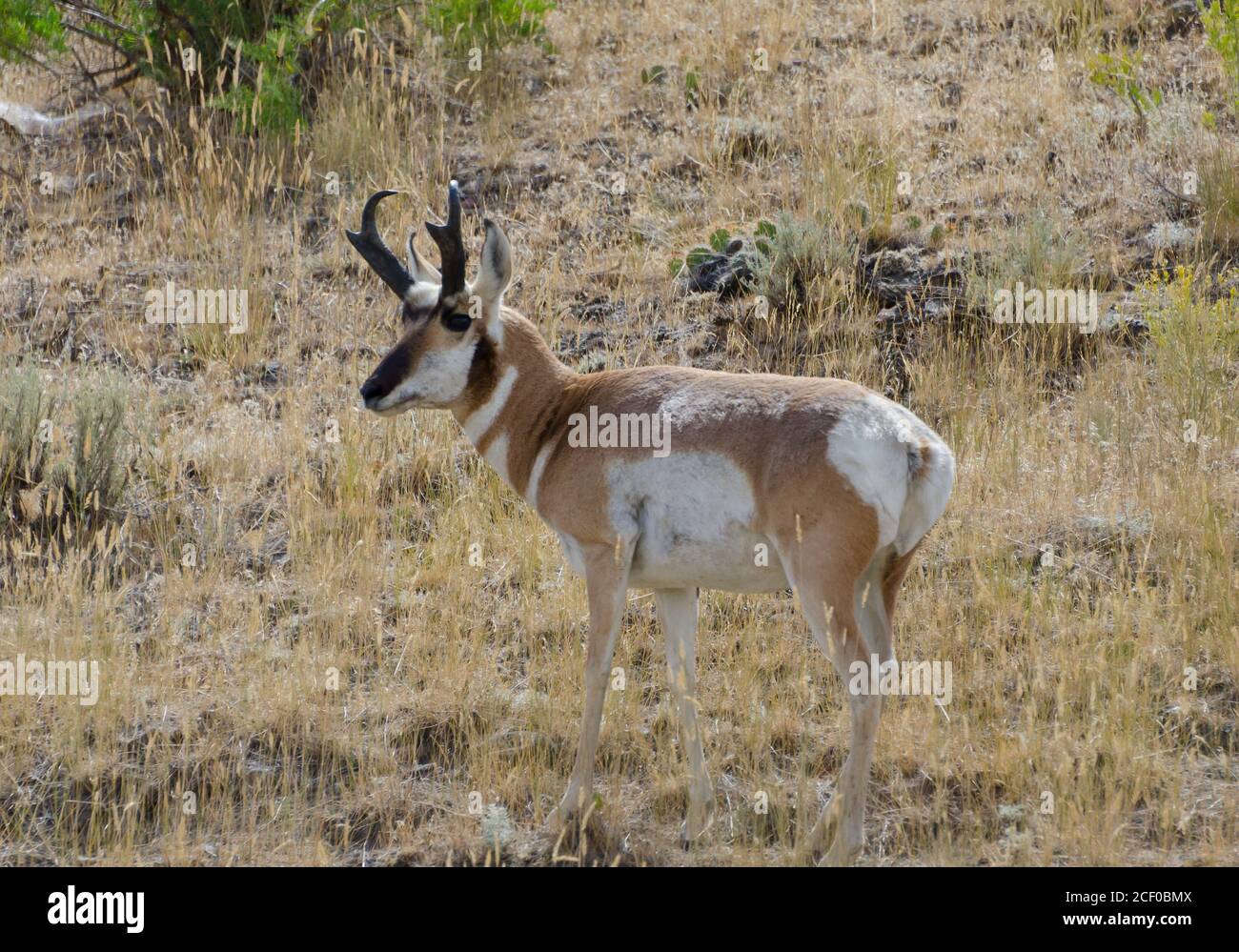 Pronghorn antilope nel Parco Nazionale di Yellowstone, Stati Uniti Foto Stock