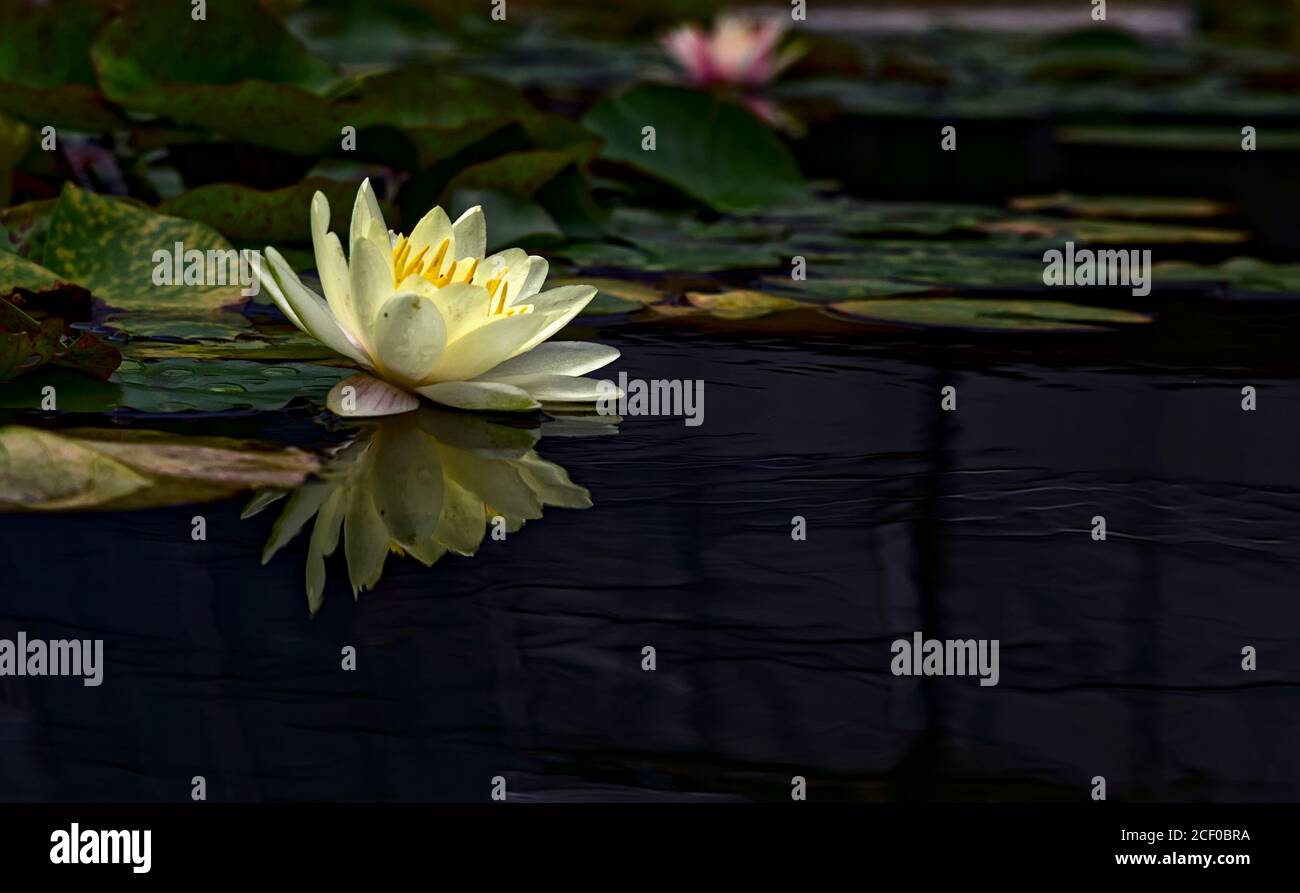 Vista ravvicinata di un fiore di loto giallo pallido e di molti altri lily pads galleggianti in un laghetto ancora di acqua scura Foto Stock