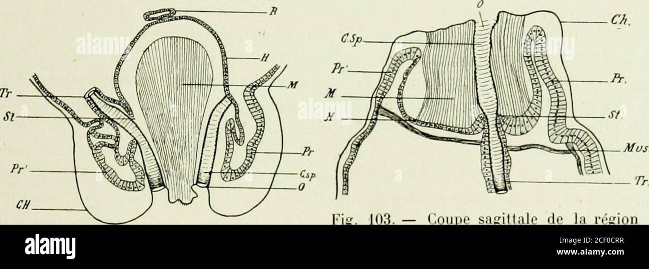 . Rapport de la mission d'études de la maladie du sommeil au Congo français 1906-1908. E zone dunion à peine déprimée de la facepostérieure où viennent souvrir les deux volumineux orifices des stigmates (fig. 102 et103 0). Lespace compris entre ce revêtement chitineux superficiel et le fond de la crypte RECHERCHES SUR LA RIOLOGIE ET LES ADAPTATIONS DE LA Glossina palpalis i61 hypodermique qui limite réellement la paroi du Corps à la base des protuberances,nest pas libre. 11 est en partie rempli par une sécrétion probabilement de nature chi-tineuse, mais très peu dense, de structure légèrement Foto Stock