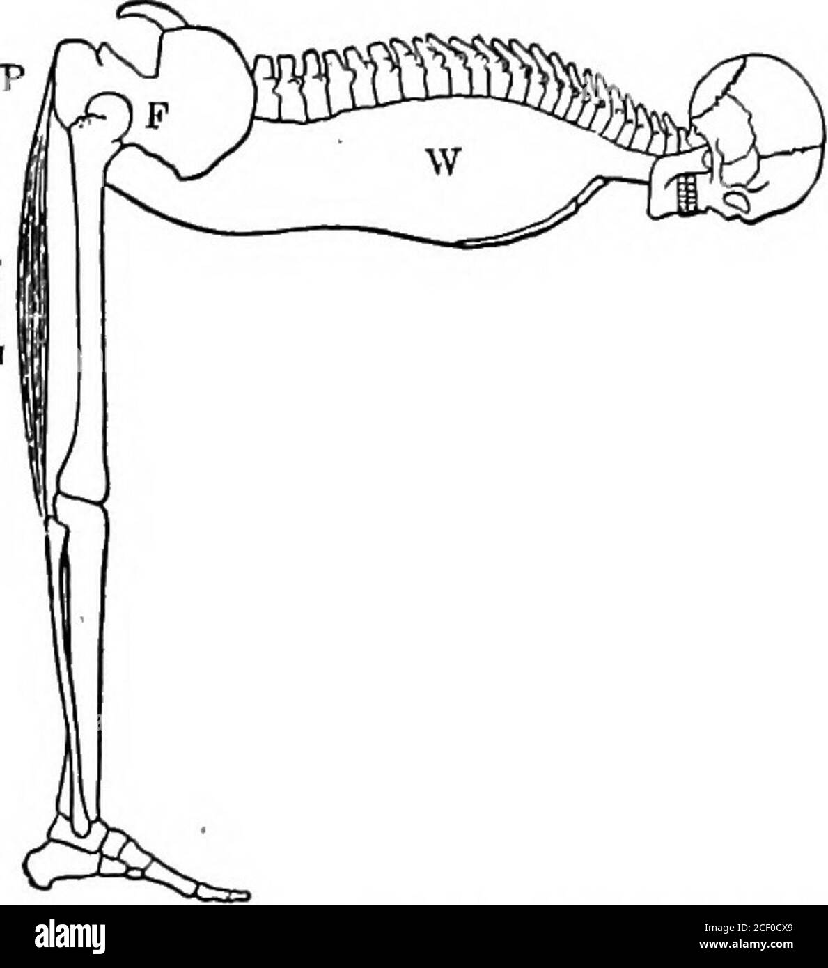 . Fisiologia umana. Fig. 67. -colpendo la punta a terra, i muscoli davanti al collo si contraggono, la parte posteriore della testa si isonava. In modo che la faccia e la schiena della testa rappresentino alternativamente il potere e il peso. (2) sollevare un piede, e poi, battendo la punta sul terreno, usiamo il piede come una leva del primo ordine. In questo caso la forza viene applicata dietro dalla contrazione dei muscoli del falf, il fulcro è alla caviglia, e il terreno offre la resistenza. (3) il movimento del corpo sull'anca è un'altra illustrazione. Le articolazioni dell'anca formano il fulcro e la contrattio Foto Stock