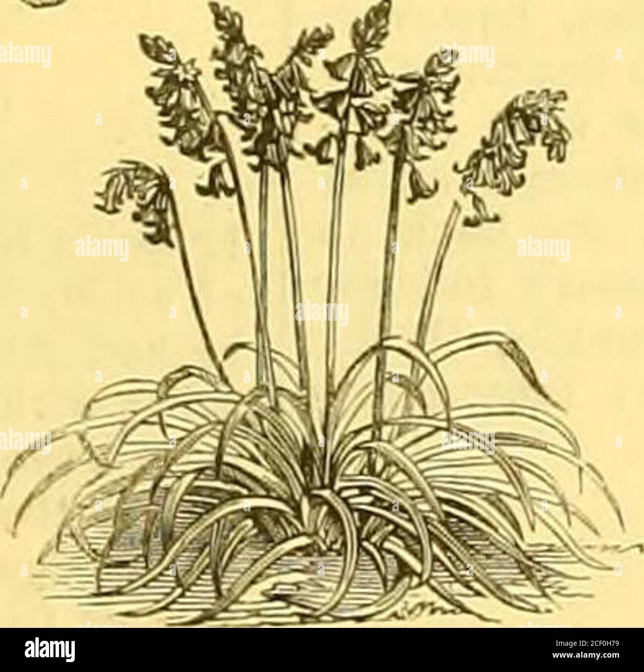 . Il Giardino : un giornale settimanale illustrato di giardinaggio in tutti i suoi rami. Laige-floweredTrift (Staticepseudo-Aimcria).. Giacinto di legno (noce di Scilla). Foto Stock