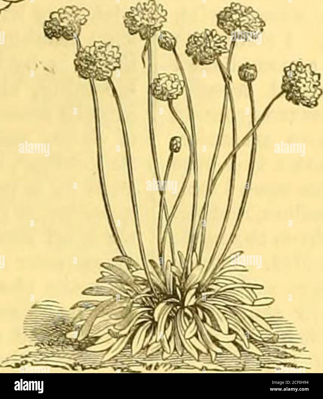 . Il Giardino : un giornale settimanale illustrato di giardinaggio in tutti i suoi rami. Scilla a fiore di campana (Scilla campanulata).. Laige-floweredTrift (Staticepseudo-Aimcria). Foto Stock