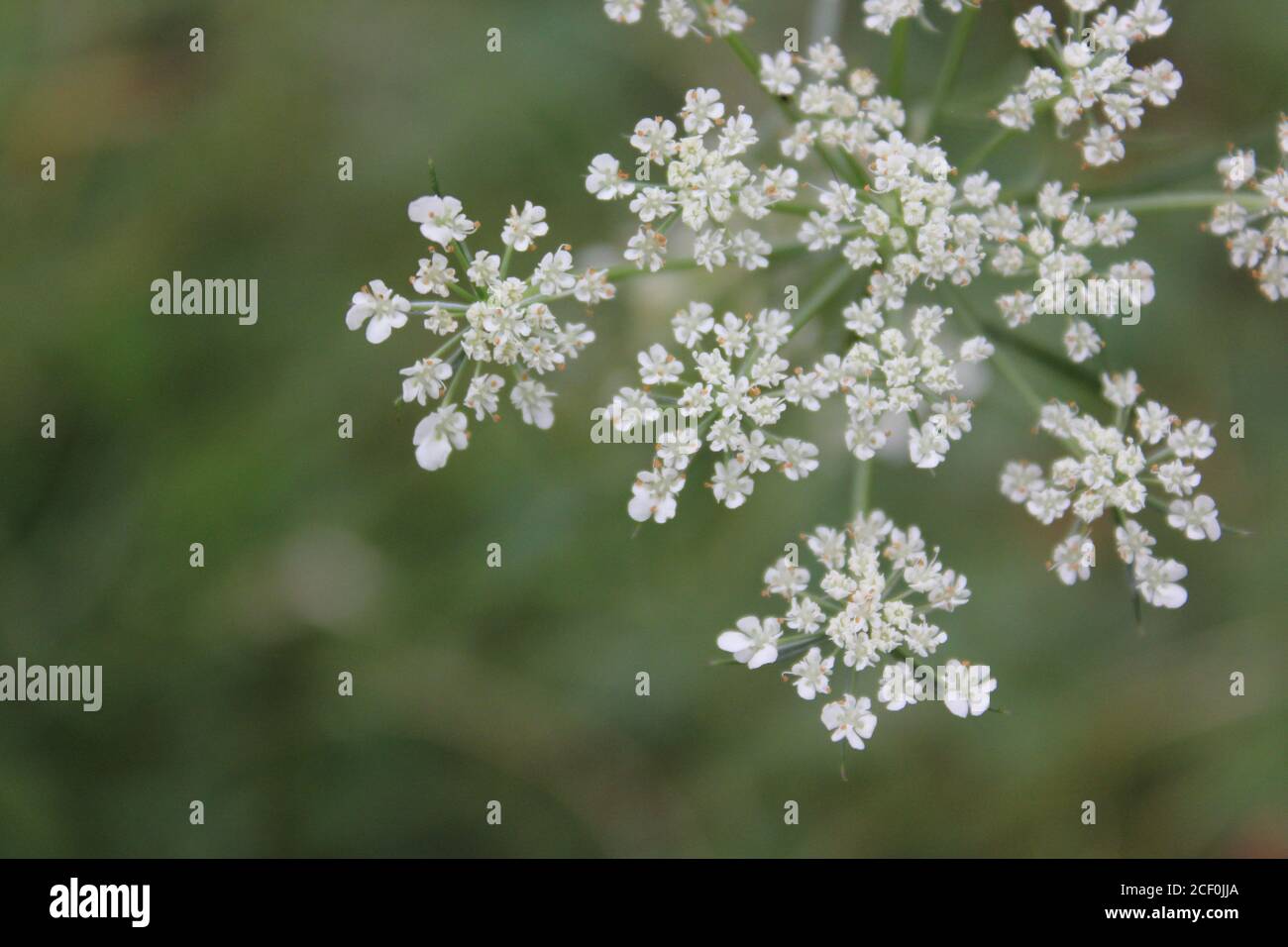 Carote selvatiche, pizzo della regina Anna, carota di Daucus, carota selvatica, nido d'uccello, pizzo del vescovo, fiori bianchi che crescono nei boschi selvaggi. Foto Stock