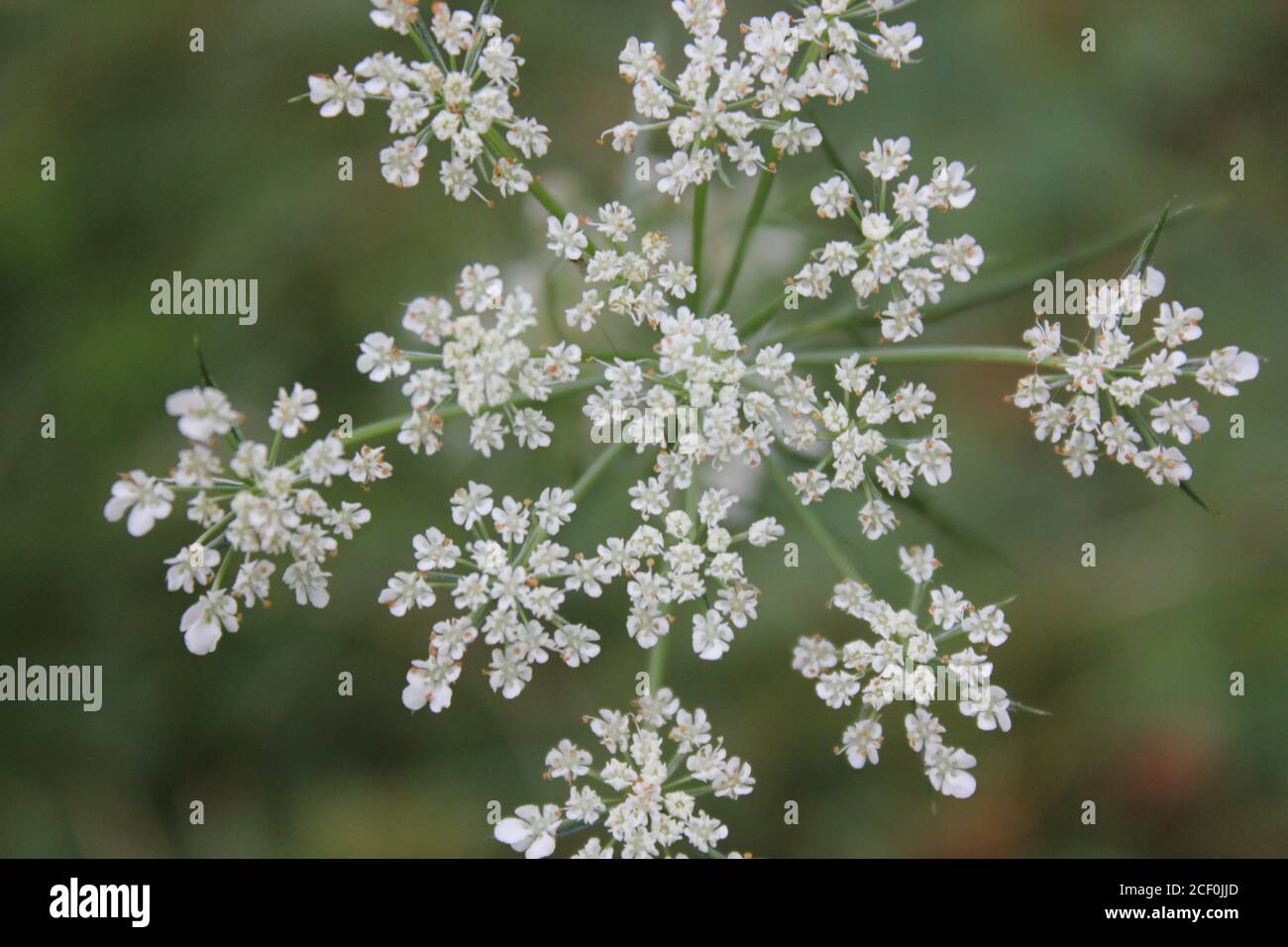 Carote selvatiche, pizzo della regina Anna, carota di Daucus, carota selvatica, nido d'uccello, pizzo del vescovo, fiori bianchi che crescono nei boschi selvaggi. Foto Stock
