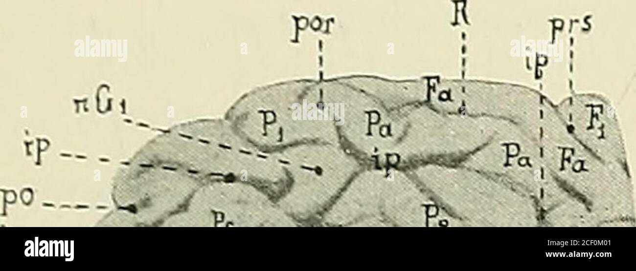 . Anatomie des centres nerveux. rne et inférieure. La face inférieure, concavo, se continuesans ligne de démarcation avec la face inférieure du lobe occipital, pourformer la région temporo-occipitale (lig. 149). Les Fimites de la face externe MORPHOLOGIE CEREBRALE. 27a ou convexe sont représentées par une ligne fictive, qui sétendrait de lex-trémité postérieure de la scissure de Sylvius (S), à linciture pré-occipitalede Schwalbe (fig. 150, 160,161, 162). La face supérieure forme la lèvre inté-rieure de la scissure de Sylvius et limite en bas la région de linsula quellerecouvre en partie. La fa Foto Stock
