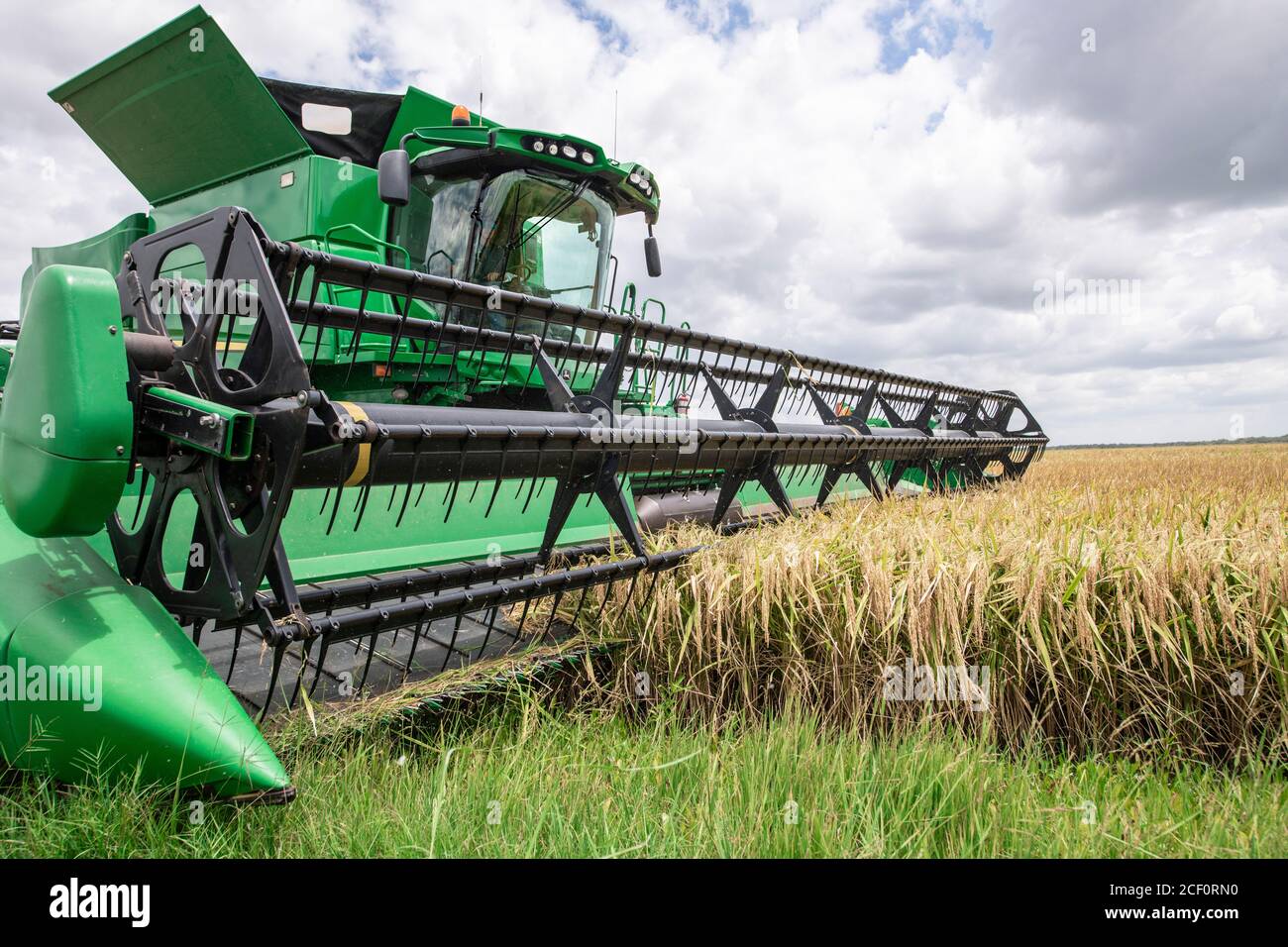 Raccolta di riso al 3S Ranch, vicino a El campo e Nada, Colorado County, Texas, il 24 luglio 2020. 3S Ranch è un'attività di coltivazione del riso di tre generazioni di proprietà della famiglia Schiurring. Slade Schiurring, in una delle mietitrebbiatrici, guida il suo team di due mietitrebbia, trattrice-rimorchio a tramoggia e un camion a grano a raccogliere la maggior quantità di riso possibile prima dell'arrivo dell'uragano Hanna, la cui pioggia dovrebbe rendere il terreno troppo morbido per le attrezzature agricole. Il ranch di circa 6,000 acri produce circa 1,500 acri di riso. Foto Stock