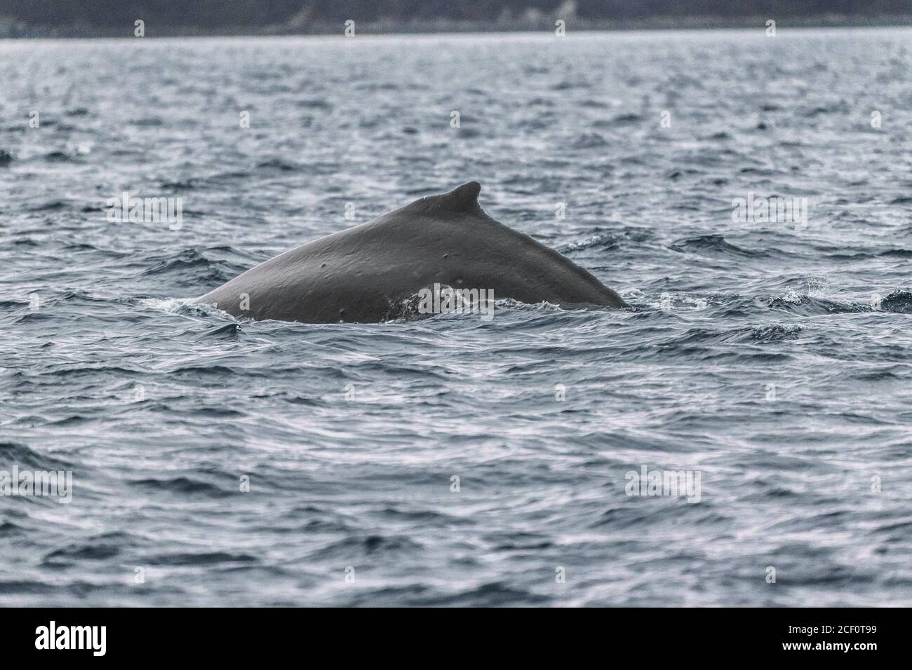 Avvistamento di balene crociera Alaska attività turistica destinazione vacanze estive Humpback balena pinna dorsale che breaching acqua Foto Stock