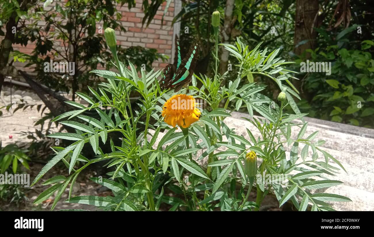 Una bella farfalla alla ricerca di miele sui tageti arancioni fiori di patula o la famiglia di fiori messicani o marigold Foto Stock