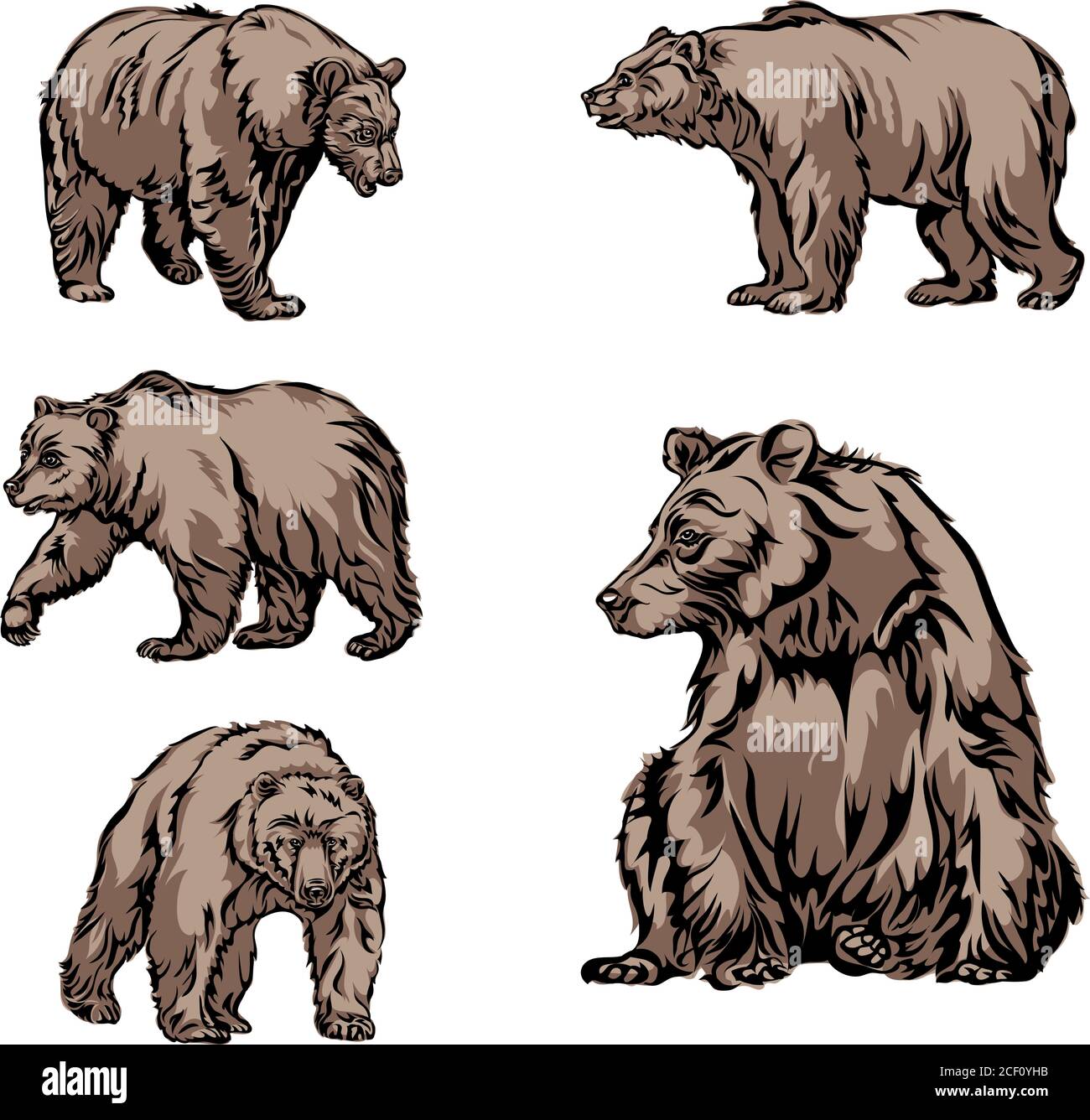 orso, immagine, pose varie, disegno, colore, nero, orso, bestia di preda, selvaggio, grande, animale, immagine, immagine, marrone, zampa, pad, museruola, bocca, ritratto Illustrazione Vettoriale