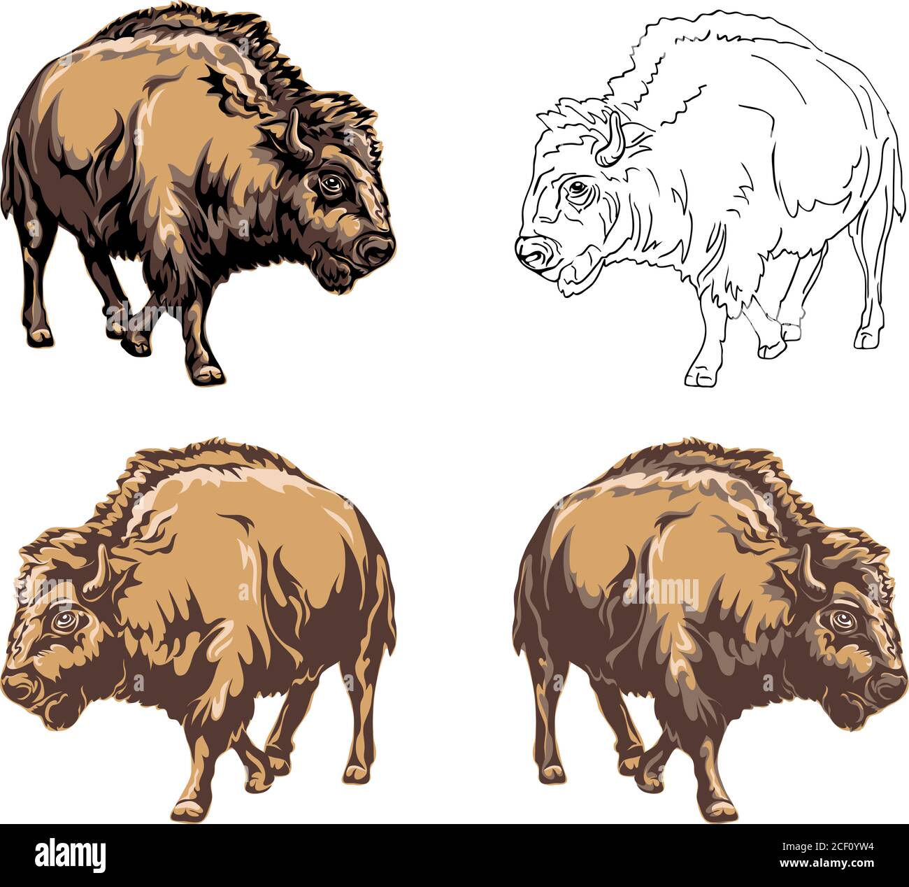 bisonti, bufali, colore, safari bisonti erbivore, prateria, prenotazione, corno, america, grande, bianco, toro, molo, selvaggio, animale, selvaggio, animali, capo Illustrazione Vettoriale