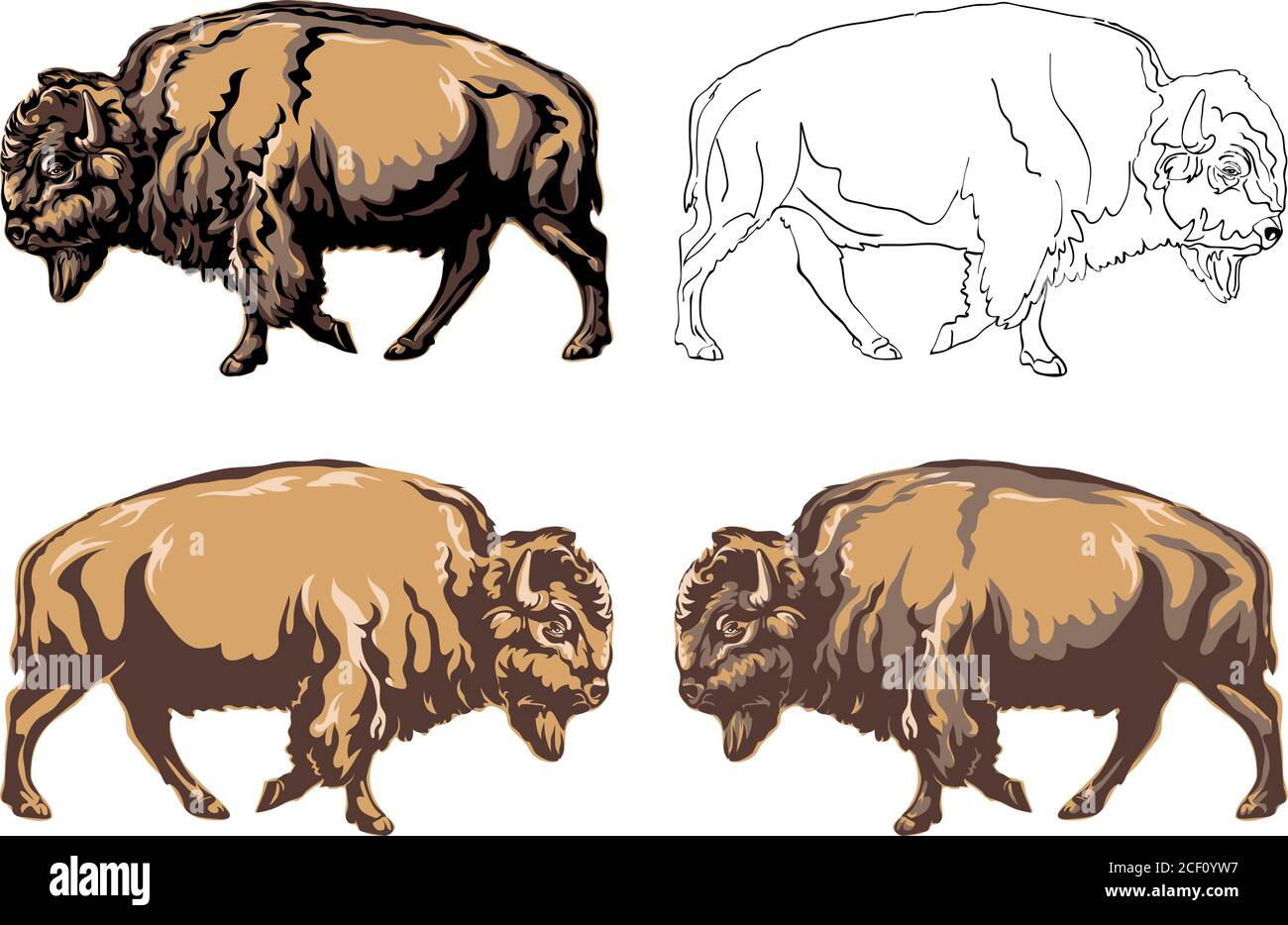 bisonti, bufali, colore, safari bisonti erbivore, prateria, prenotazione, corno, america, grande, bianco, toro, molo, selvaggio, animale, selvaggio, animali, capo Illustrazione Vettoriale