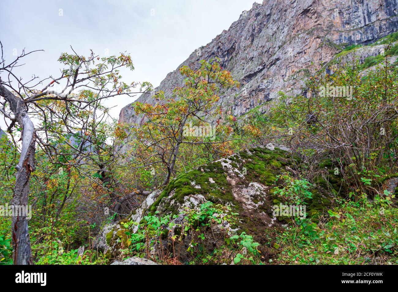 Bacche di Rowan sullo sfondo delle montagne autunnali. Bacche rosse mature in natura. Kirghizistan. Foto Stock