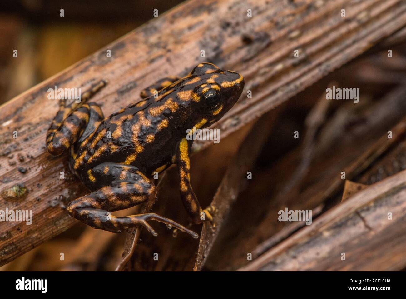 La rana velena Darwin Wallace (Epipedobates darwinwallacei) una specie di rana endemica di una piccola regione dell'Ecuador. Foto Stock