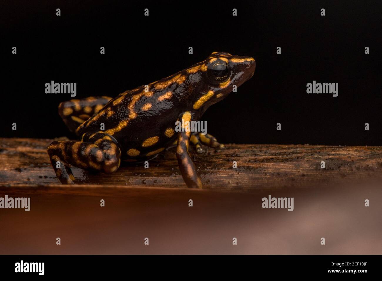 La rana velena Darwin Wallace (Epipedobates darwinwallacei) una specie di rana endemica di una piccola regione dell'Ecuador. Foto Stock