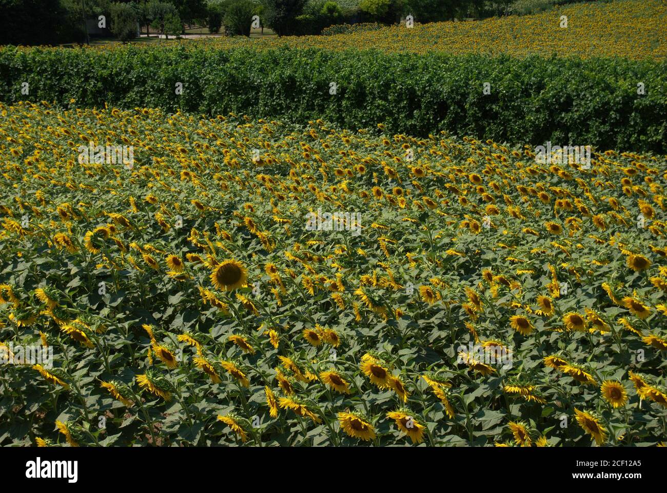 Paesaggio di campo di girasole. Colli Euganei. Padova. Italia Foto Stock