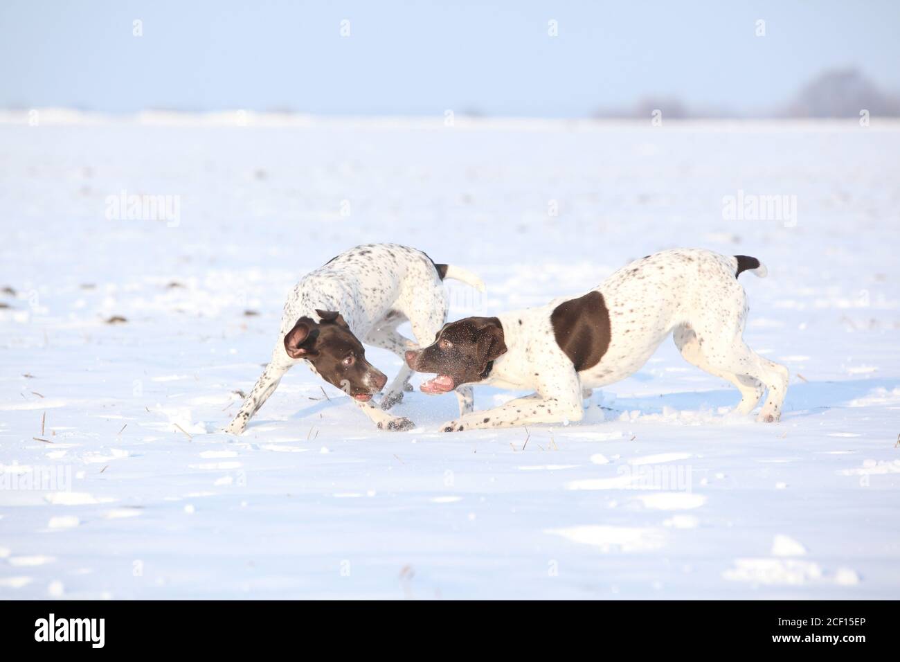 Incredibili cani da puntamento francesi che giocano nella neve Foto Stock