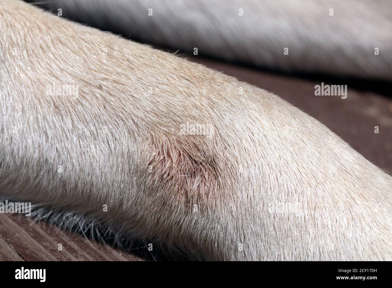 Malattia infettiva fungina nei cani sulle loro zampe. Accompagnato da prurito, arrossamento, sanguinamento. Foto Stock