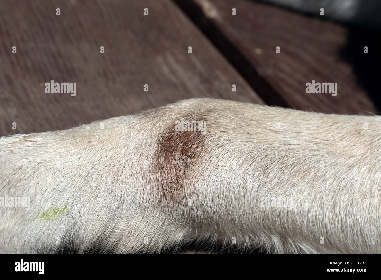 Malattia fungina nei cani sulle zampe. Arrossamento e perdita dei capelli, ulcera, ferita umida. Foto Stock