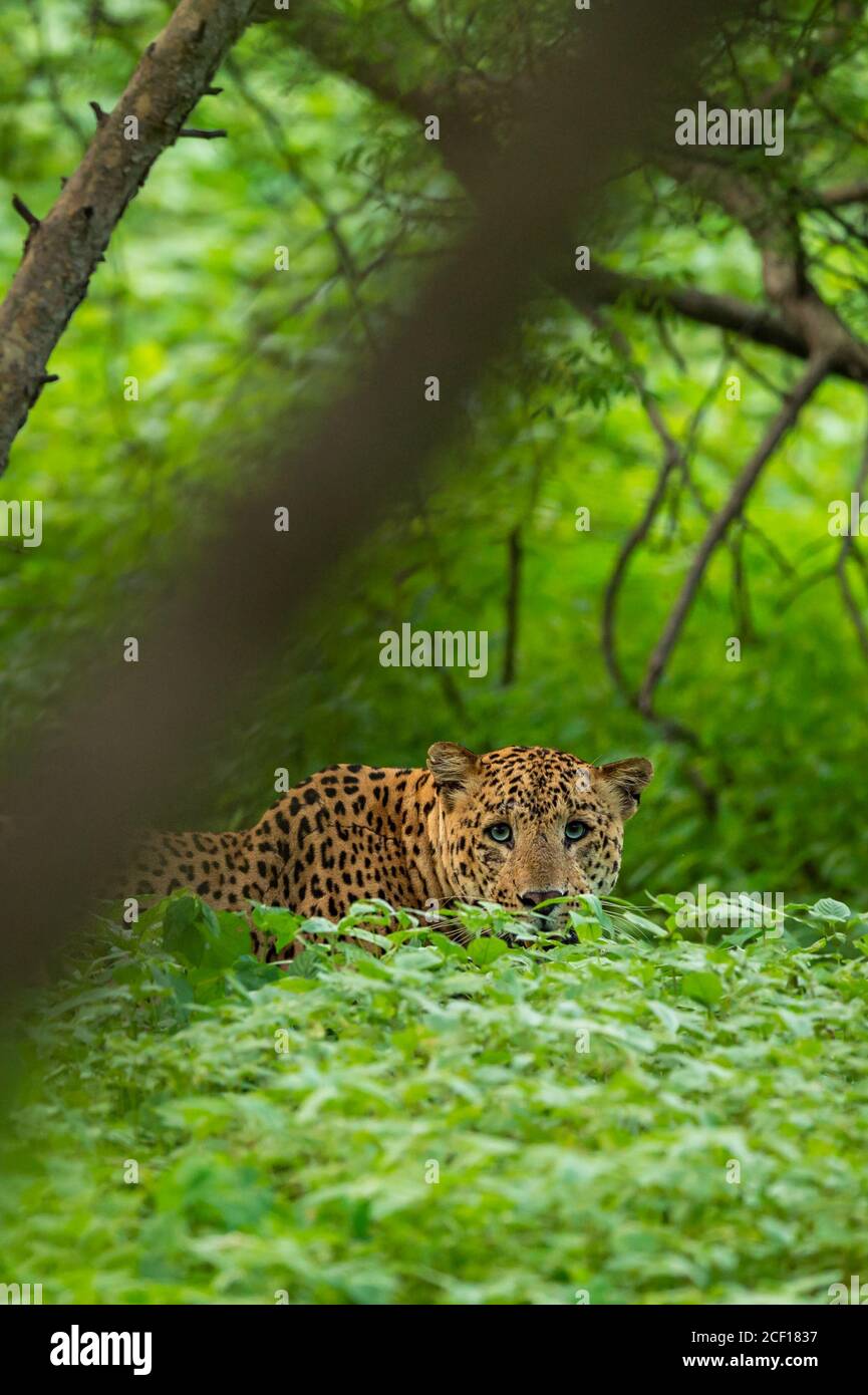 leopardo indiano maschile selvaggio o pantera che si stalking dal verde naturale background in monsone stagione safari al leopardo jhalana o foresta riserva jaipur india Foto Stock