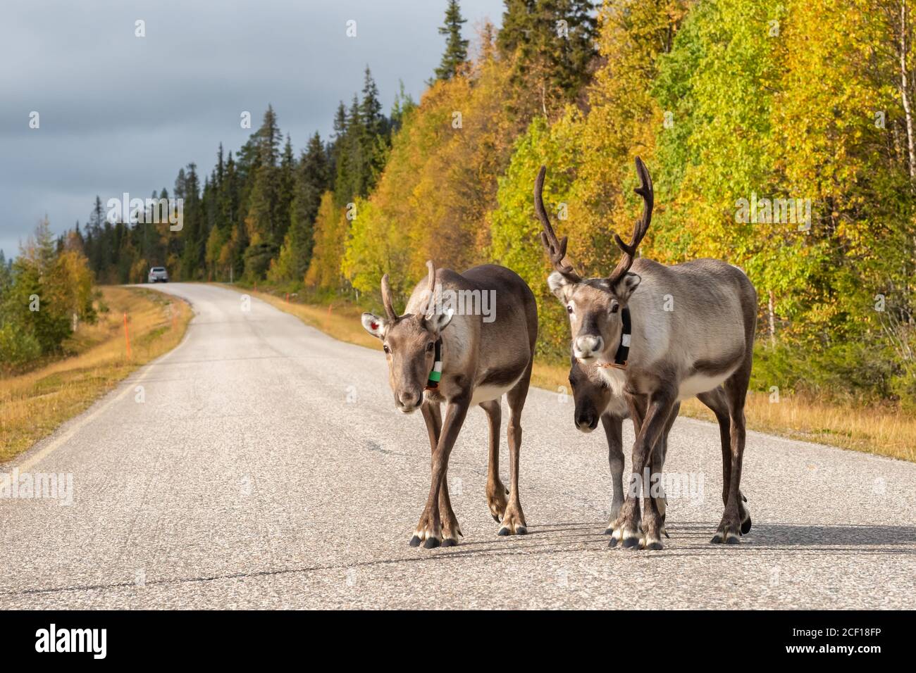 Le renne camminano sulla strada in Scandinavia Foto Stock