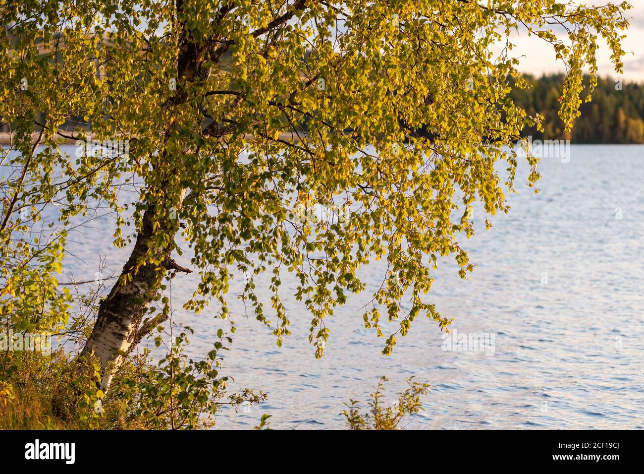 Splendidi alberi di betulla autunnali sulla costa del lago in Finlandia. Foto Stock