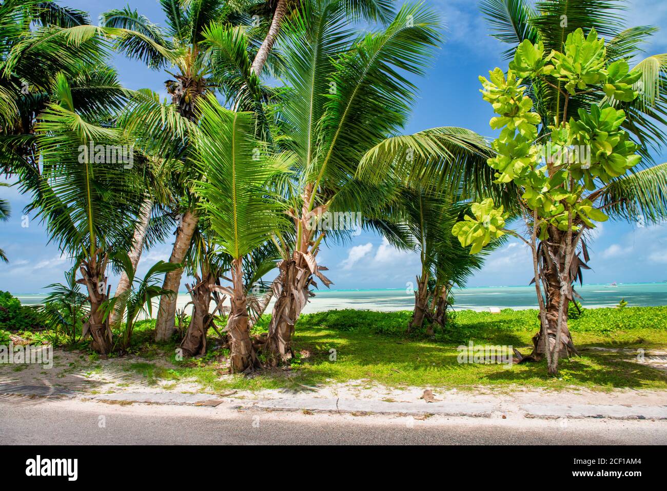 Palme lungo la costa, scenario tropicale isola. Foto Stock