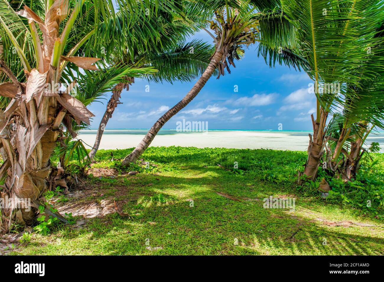 Palme lungo la costa, scenario tropicale isola. Foto Stock