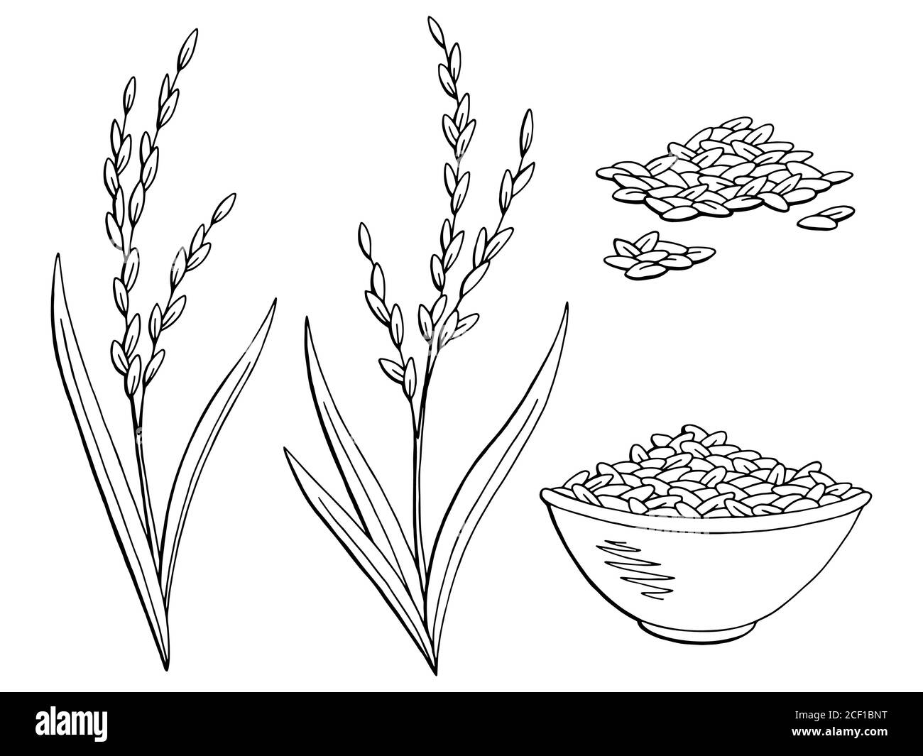 Grafico di pianta di riso nero bianco isolato disegno vettore Illustrazione Vettoriale