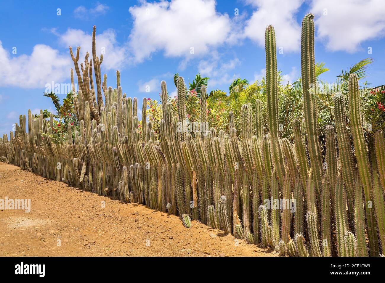 Cactus in una fila come siepe o recinto lungo il giardino Foto Stock