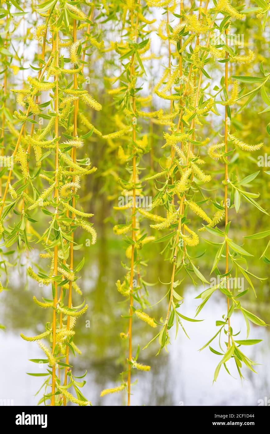 Tovaglioli freschi di fioritura verde con foglie di salice piangente Foto Stock