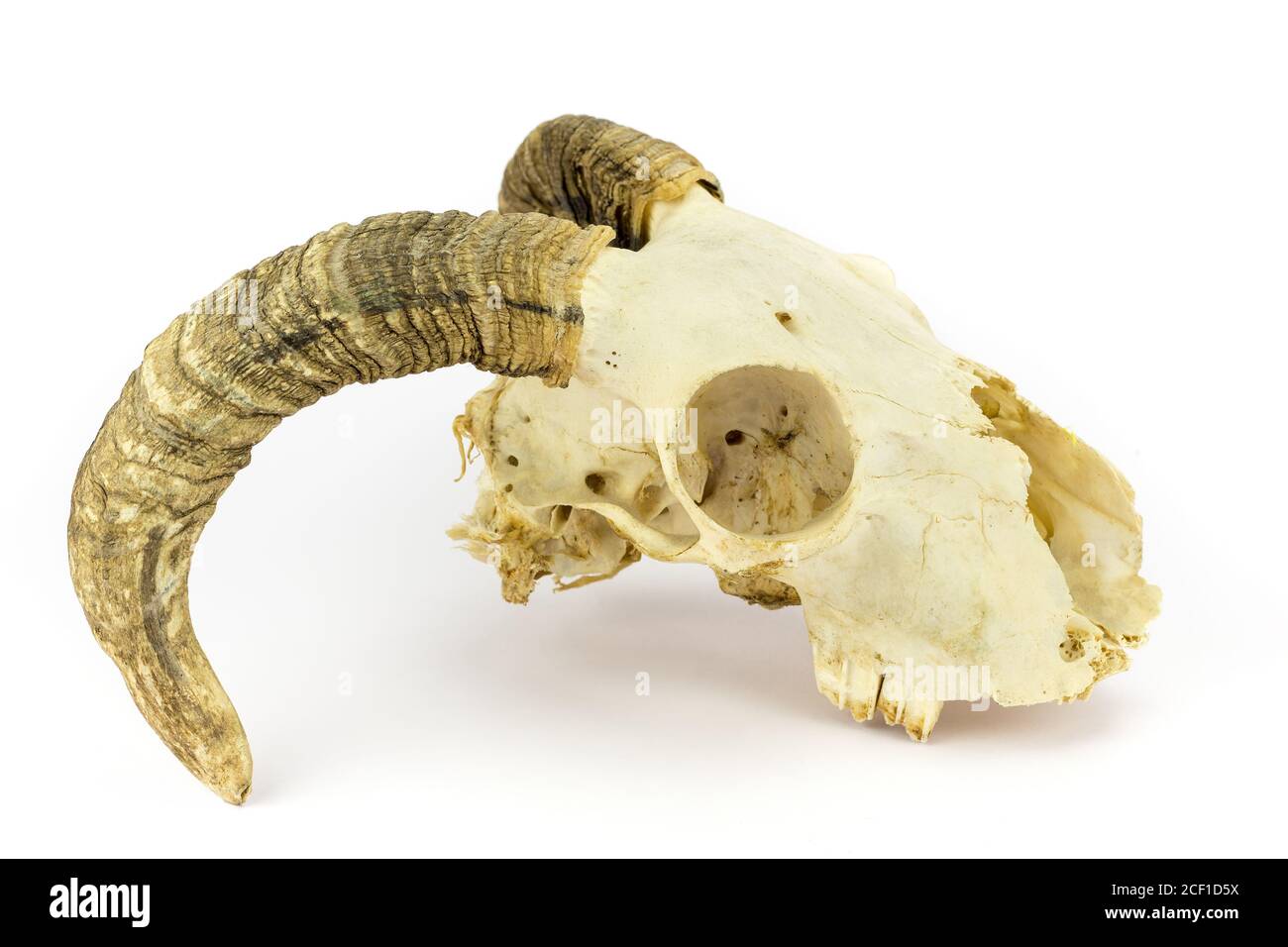 Cranio di pecora con lunghe corna piegate isolate su sfondo bianco Foto Stock