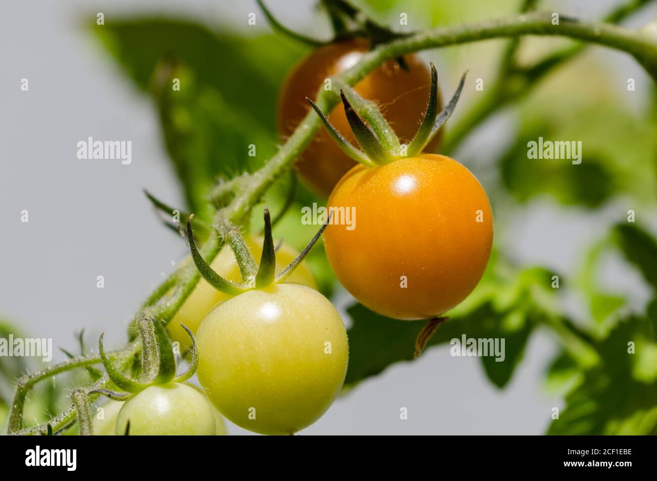 Solanum lycopersicum, giovane pianta di pomodoro verde, rosso e giallo in giardino Foto Stock