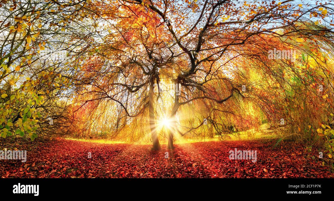 Albero distintivo con splendidi colori autunnali in un parco, con i raggi del sole che si tramontano splendidamente da dietro Foto Stock