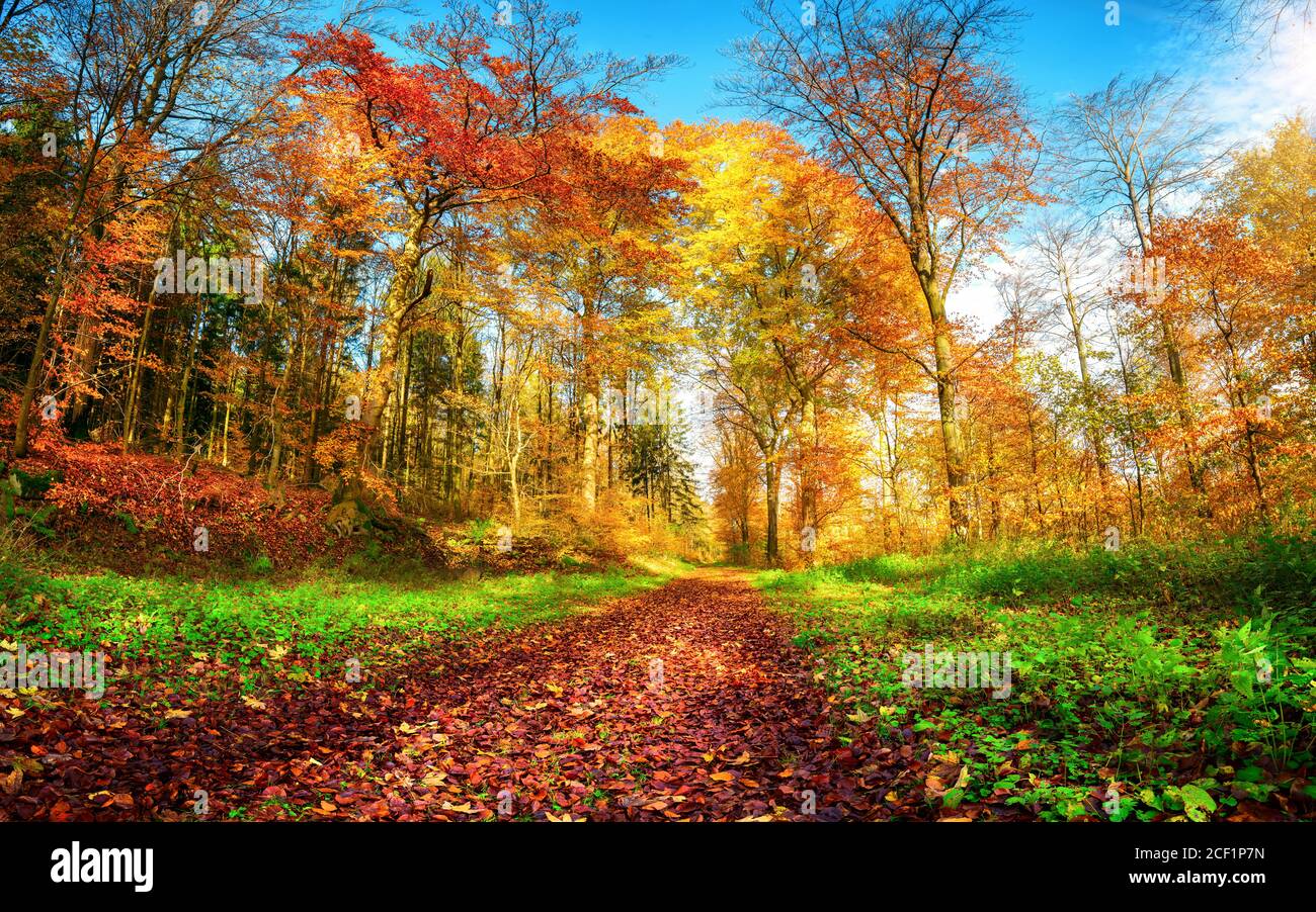 Scenario forestale in colori autunnali vibranti, con un percorso coperto di foglie rosse e incorniciato da erbe verdi, cielo blu e alberi colorati Foto Stock