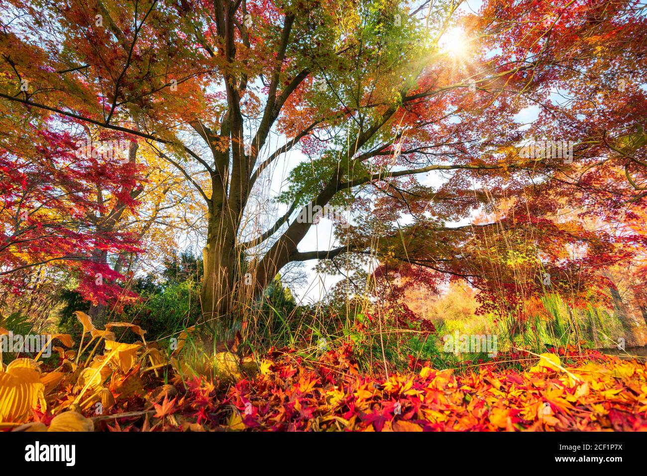 Splendidi colori autunnali in un parco, il sole splende attraverso i colorati rami di un albero fino al terreno coperto di fogliame Foto Stock