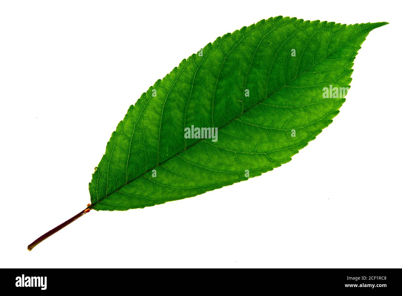 una foglia di ciliegio verde isolato su sfondo bianco, lato superiore della  foglia Foto stock - Alamy