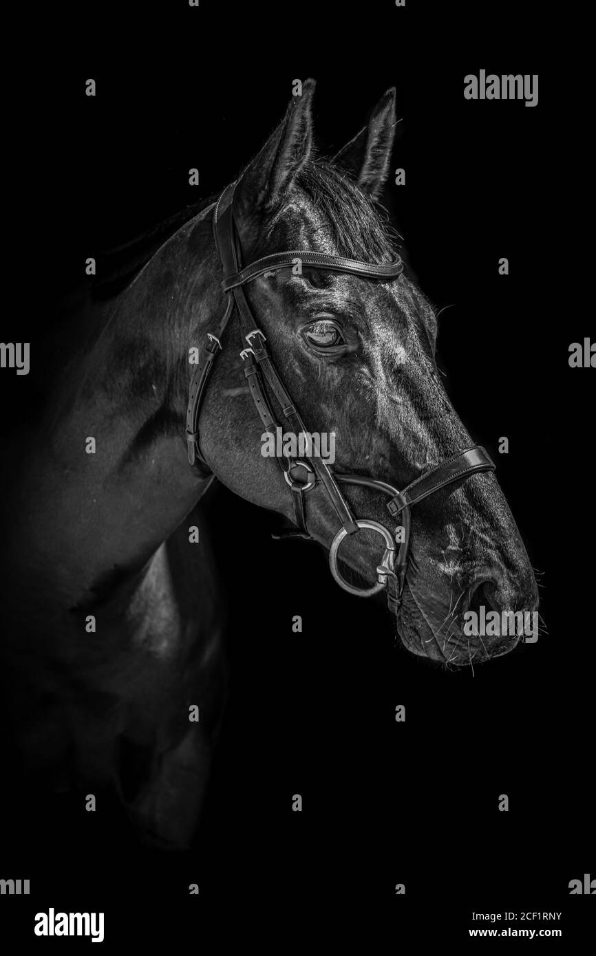 Ritratto in bianco e nero di un cavallo con briglia fotografata su sfondo nero Foto Stock