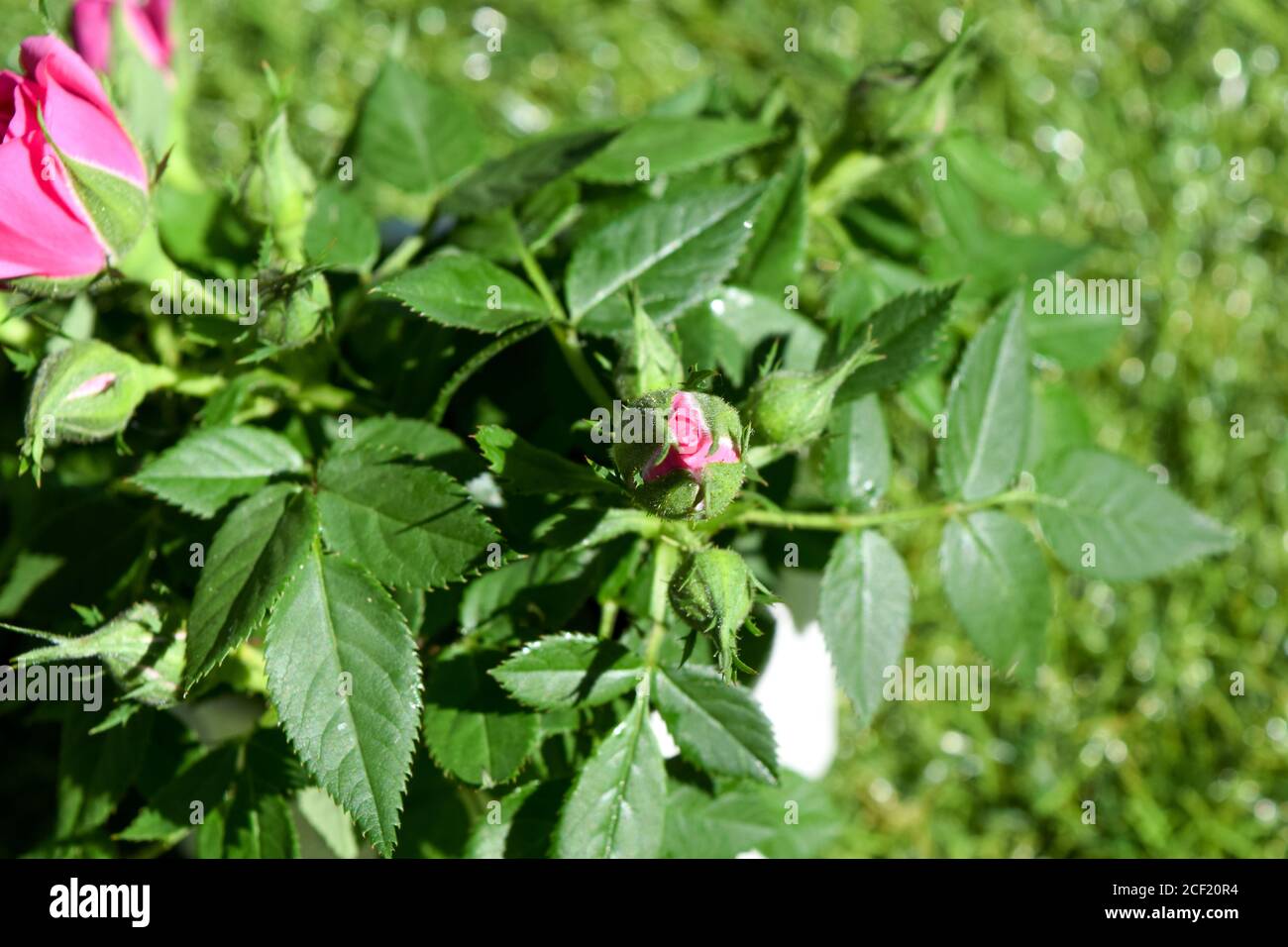 piccolo cespuglio di rose con fiori rosa chiusi Foto Stock
