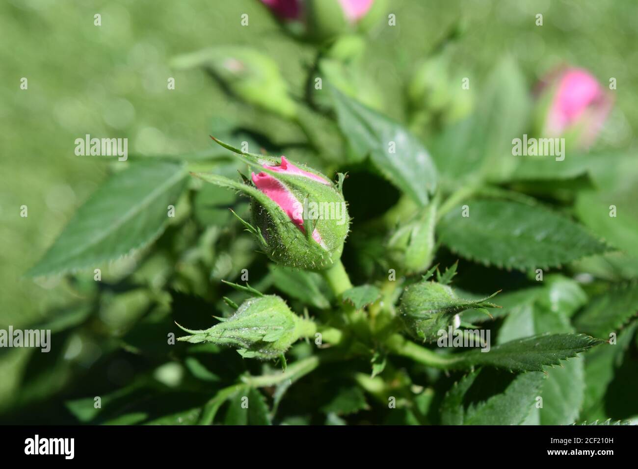 piccolo cespuglio di rose con fiori rosa chiusi Foto Stock