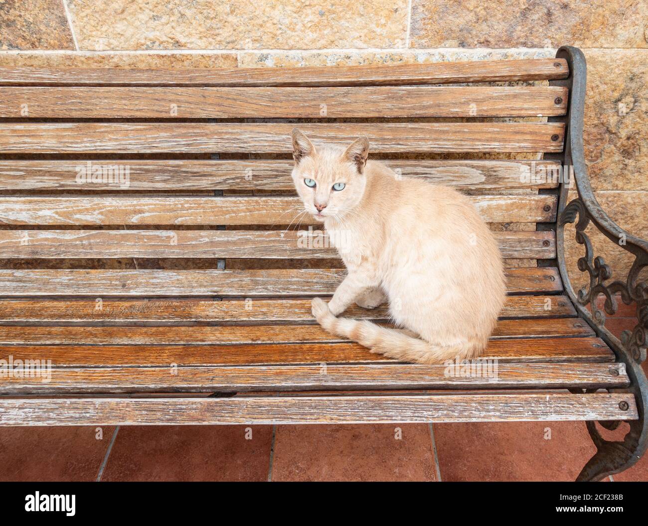 Cat seduto sul banco Foto Stock
