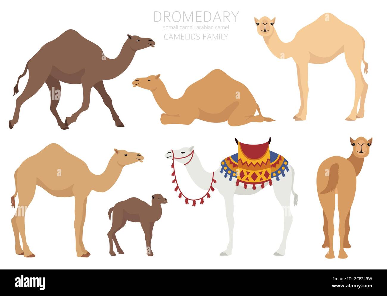 Collezione famiglia Camelids. Disegno infografico del cammello dromedario.  Illustrazione vettoriale Immagine e Vettoriale - Alamy