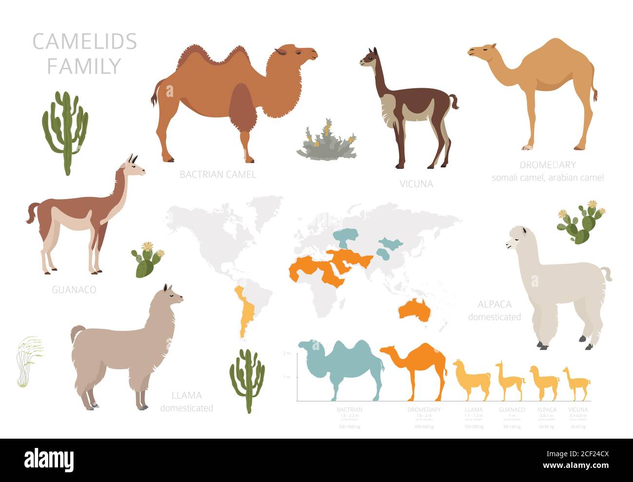 Collezione famiglia Camelids. Cammelli e disegno infografico dei lama. Illustrazione vettoriale Illustrazione Vettoriale