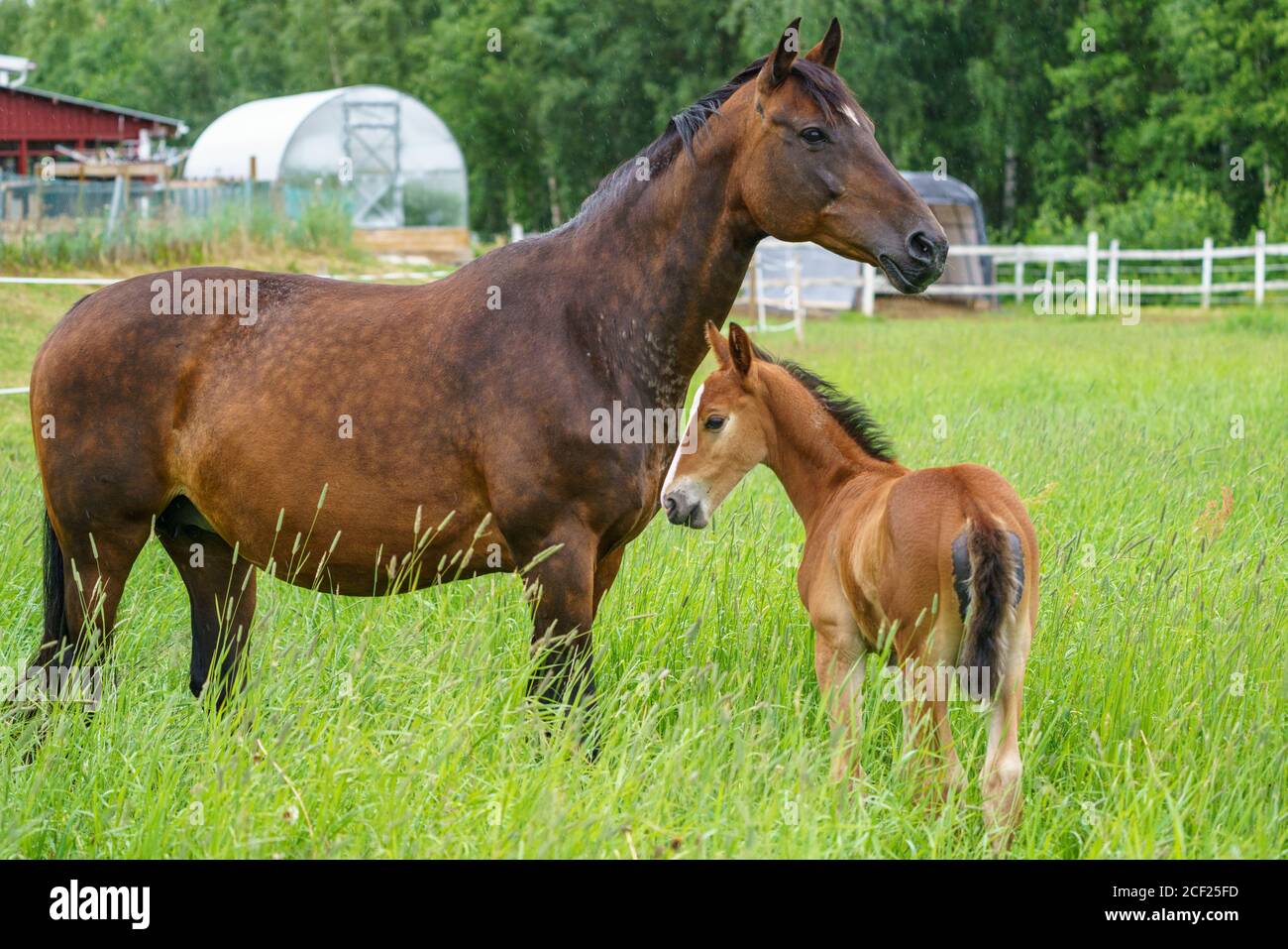 Cavallo svedese di sangue di warmblood con foal su un prato, provincia di Norrbotten, Svezia Foto Stock