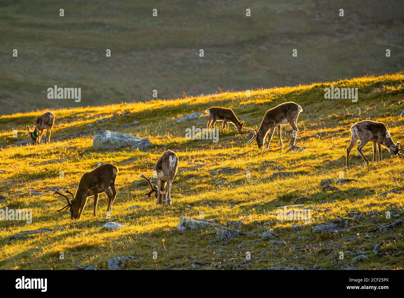 Renna, tarandus di Rangifer in erba diretta di consumo leggero, Lapponia svedese, Svezia Foto Stock