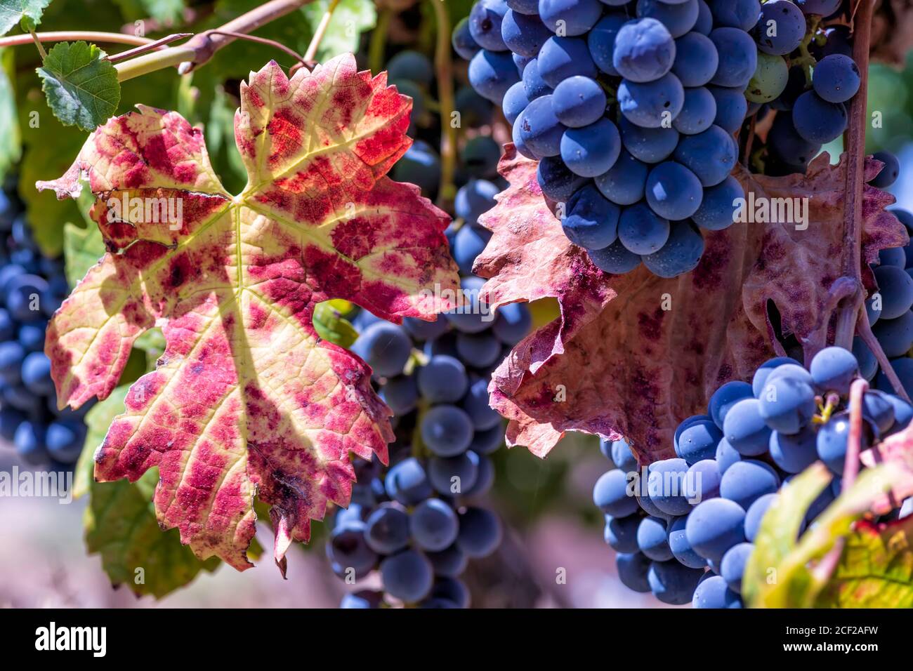Uve da vino mature e colorate foglie d'autunno da vicino Foto Stock